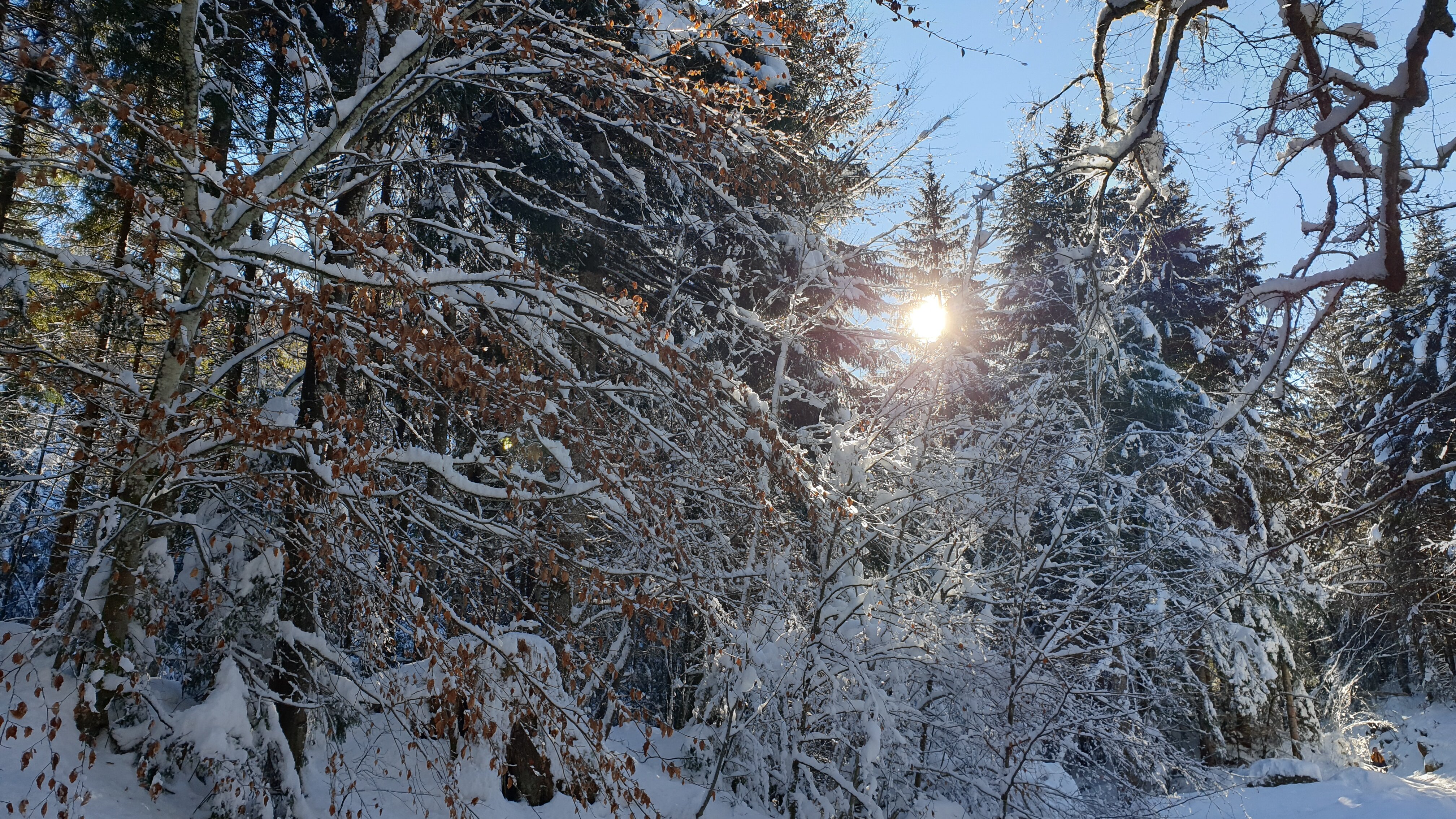 Winterwald - Sonthofen